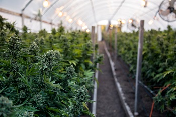 cannabis
