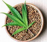 cannabis leaf and pot